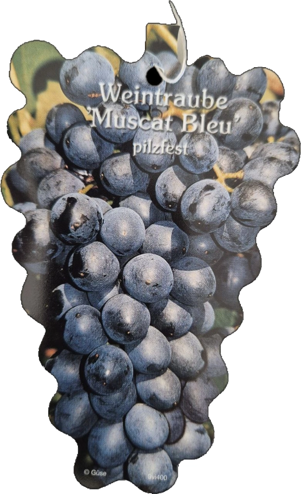 Weintraube 'Muscat Bleu', 4 Liter Topf Cover